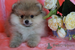 Photo №3. Mini Pomeranian boy. Russian Federation