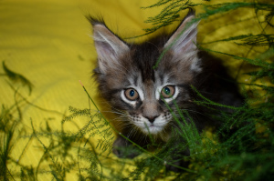 Photo №1. maine coon - for sale in the city of Асбест | 351$ | Announcement № 7161
