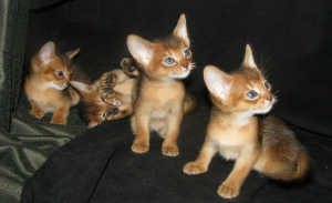 Photo №4. I will sell abyssinian cat in the city of Kobrin. from nursery - price - 500$