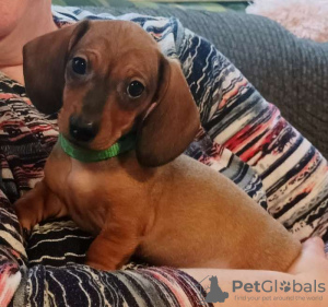 Photo №1. dachshund - for sale in the city of Erzelj | 370$ | Announcement № 71330