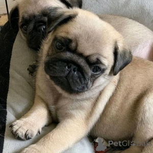Photo №2 to announcement № 134967 for the sale of pug - buy in Finland breeder