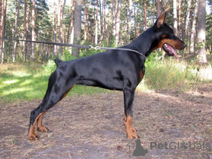 Additional photos: Dobermann puppies from kennel IMIDZ