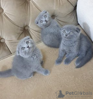 Photo №1. scottish fold - for sale in the city of Амстердам | negotiated | Announcement № 75591