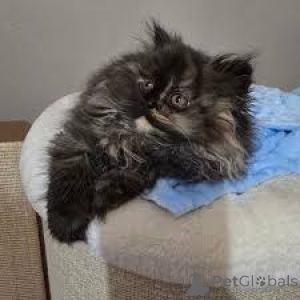 Photo №2 to announcement № 163816 for the sale of british longhair - buy in Austria private announcement, breeder