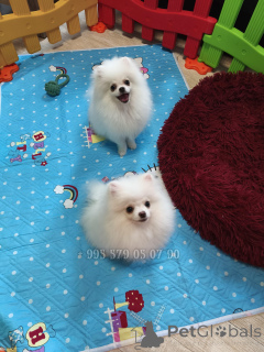 Photo №3. Cool Mini Pomeranian spitz, beautiful puppies. White Spitz.. Georgia