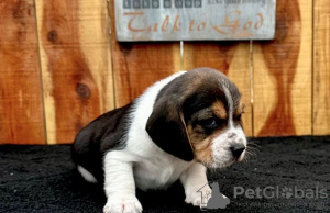Photo №1. beagle - for sale in the city of Веймар | 423$ | Announcement № 97187