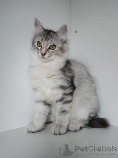 Photo №1. siberian cat - for sale in the city of Грозный | 609$ | Announcement № 10767