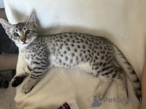 Photo №1. egyptian mau - for sale in the city of Mayrhofen | 361$ | Announcement № 178576