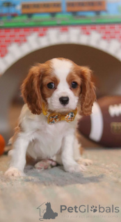 Photo №2 to announcement № 172223 for the sale of cavalier king charles spaniel - buy in Finland private announcement