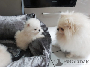Photo №4. I will sell pomeranian in the city of Terrassa. private announcement, breeder - price - 471$