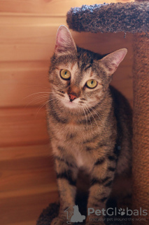 Additional photos: Affectionate cat Melissa is looking for a home.