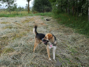 Photo №3. Ultra is a young, kind, affectionate girl who is looking for her loving family!. Russian Federation