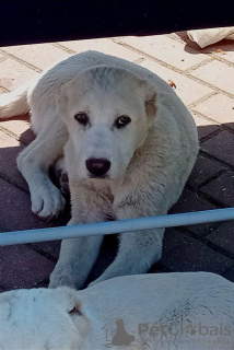 Photo №1. central asian shepherd dog - for sale in the city of Berlin | 528$ | Announcement № 50250