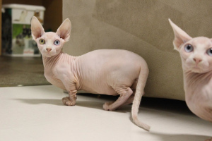 Photo №1. sphynx-katze - for sale in the city of Киев | 2781$ | Announcement № 4697