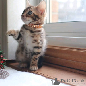 Photo №3. Bengal kittens for rehoming. Finland