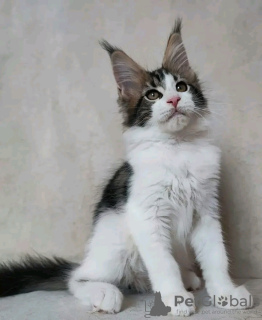 Photo №3. Healthy cute adorable Maine coon kittens available now for sell. United States