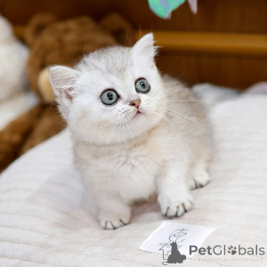 Photo №3. lovely Munchkin kittens for rehoming. United States