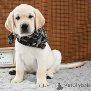 Photo №2 to announcement № 173205 for the sale of labrador retriever - buy in Germany private announcement
