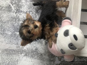 Additional photos: Yorkshire terrier girl