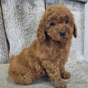 Photo №1. poodle (toy) - for sale in the city of Frankfurt | negotiated | Announcement № 165016
