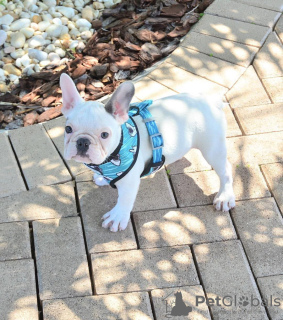 Additional photos: french bulldog