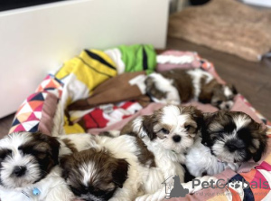 Photo №1. shih tzu - for sale in the city of Zombodze | negotiated | Announcement № 31809