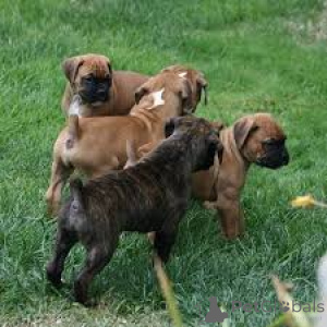 Photo №1. boxer - for sale in the city of Amsterdam | 723$ | Announcement № 160785