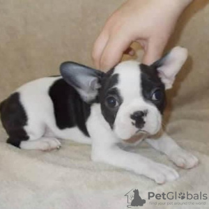 Photo №2 to announcement № 127354 for the sale of french bulldog - buy in Germany private announcement