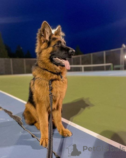 Photo №3. READY TO LEAVE - Top Quality German Shepherd. Germany