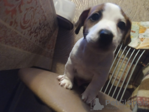 Photo №4. I will sell jack russell terrier in the city of Москва. breeder - price - 559$