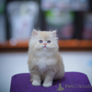 Photo №1. persian cat - for sale in the city of Alpbach | negotiated | Announcement № 165627