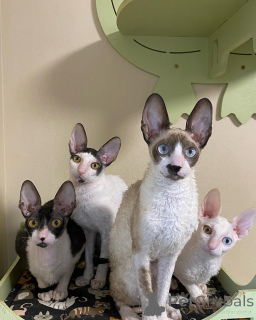 Photo №1. cornish rex - for sale in the city of Eksjo | negotiated | Announcement № 161164