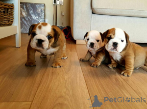 Photo №2 to announcement № 159857 for the sale of english bulldog - buy in Lithuania private announcement