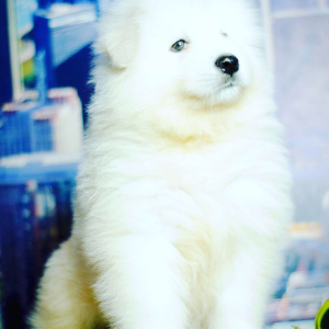 Photo №3. Samoyed puppies. Russian Federation