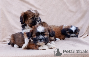 Photo №3. Havanese Bichon puppies. Russian Federation