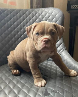 Photo №2 to announcement № 176154 for the sale of american bulldog - buy in United States private announcement