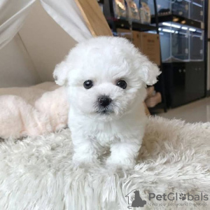 Photo №1. maltese dog - for sale in the city of Vigo | 423$ | Announcement № 126700