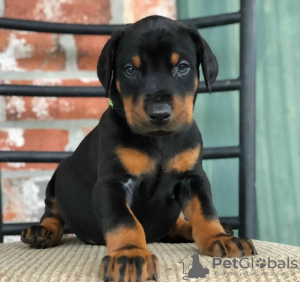 Photo №1. non-pedigree dogs - for sale in the city of Гамбург | negotiated | Announcement № 119377