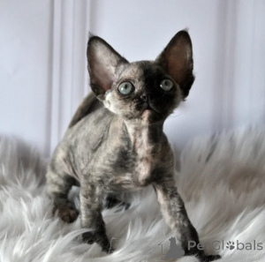 Photo №1. devon rex - for sale in the city of QuickBorn | 361$ | Announcement № 177645
