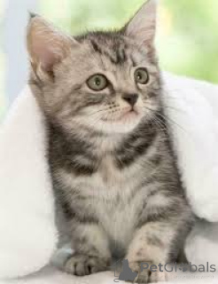 Photo №4. I will sell american shorthair in the city of Bern. private announcement, breeder - price - 516$