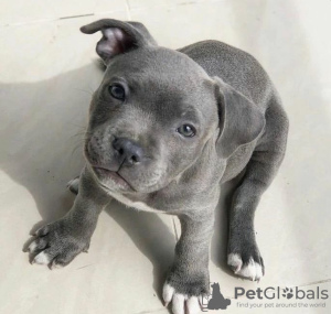 Photo №1. american pit bull terrier - for sale in the city of Prague | negotiated | Announcement № 117484