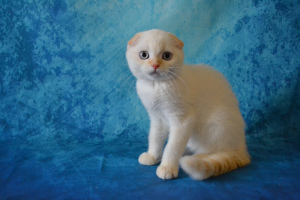Photo №1. scottish fold - for sale in the city of Moscow | 164$ | Announcement № 3127