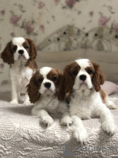 Photo №1. cavalier king charles spaniel - for sale in the city of Minsk | 800$ | Announcement № 18614