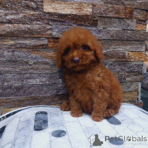 Photo №1. poodle (toy) - for sale in the city of Kraljevo | negotiated | Announcement № 159076