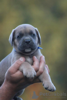 Photo №3. Cane Corso. Serbia