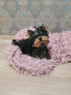 Photo №1. yorkshire terrier - for sale in the city of Minsk | 500$ | Announcement № 3863