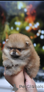 Photo №3. Purebred Pomeranian puppies. Serbia