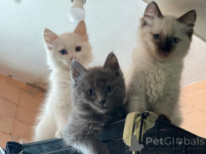 Photo №1. maine coon - for sale in the city of Frankfurt | 282$ | Announcement № 153872