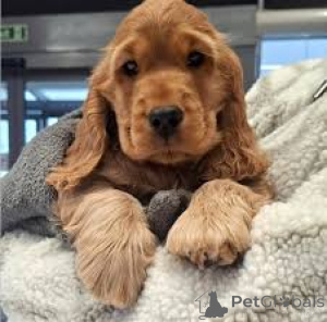 Photo №4. I will sell english cocker spaniel in the city of Lisbon. private announcement, breeder - price - 723$