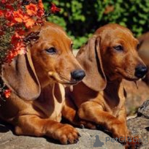 Photo №1. dachshund - for sale in the city of Hartford | 600$ | Announcement № 109911